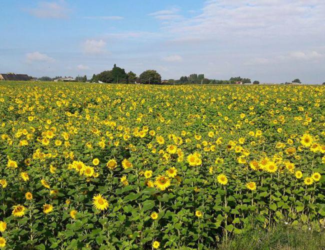 Zonnebloemen 2016